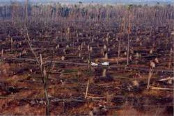 Forêt après la tempête de 1999