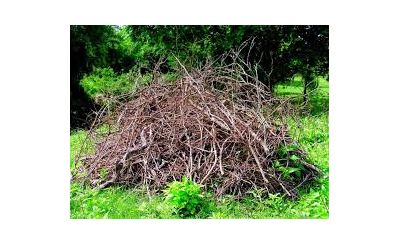 Dépot de branchages