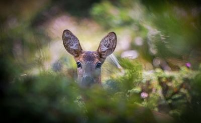 Adjudication de la chasse communale